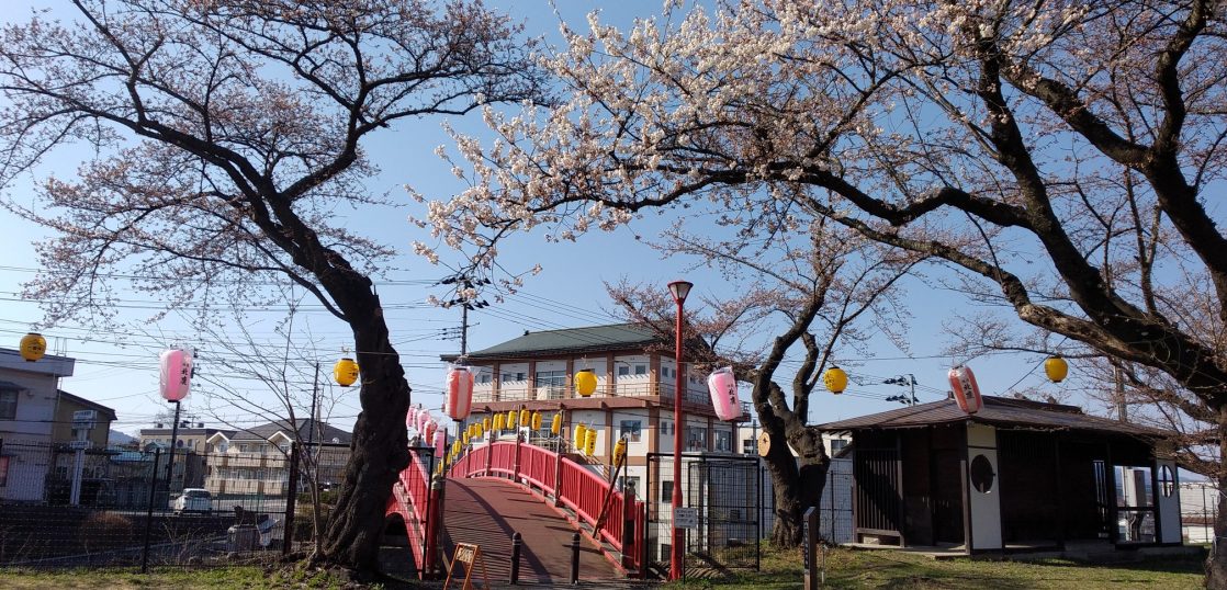 大館の桜_桂城公園